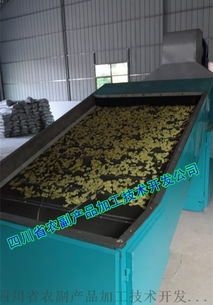 脫水生姜片生產(chǎn)線與烘乾機(jī)的技術(shù)開發(fā)